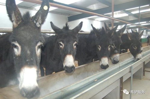 热销效应推动驴业发展，驴肉、驴皮等资源需求激增