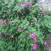 墙微花苗， 攀爬的花苗