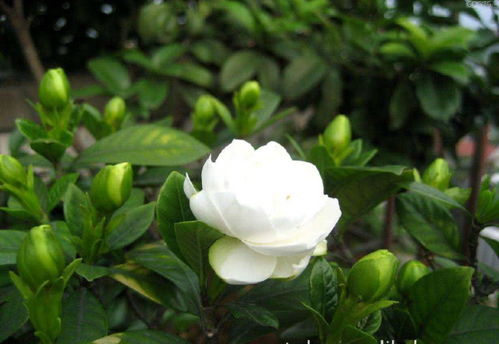 香味随季节而变