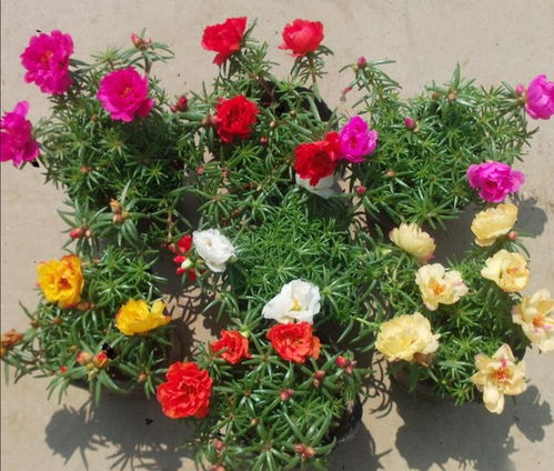 四大易混淆品种，你中招了吗？