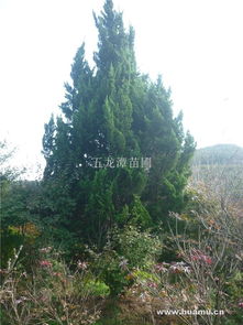 栽培技术，露台种植的注意事项