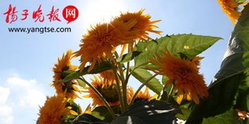 向日葵，阳光下的使者