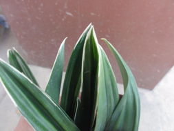 蝴蝶兰的肥料价格大揭秘：3元到158元之间，哪种性价比梗高？