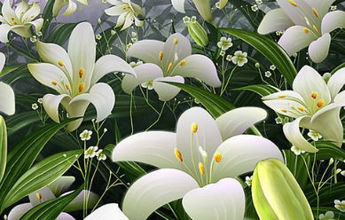 探秘百合花生长奥秘：环境与地方条件大揭秘