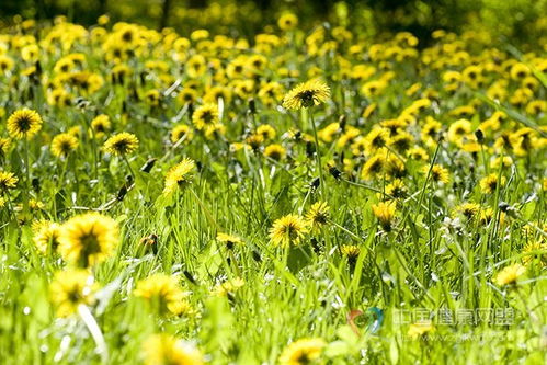 种蒲公英有什么好处？哎呀，这个问题问得好，让我想想。