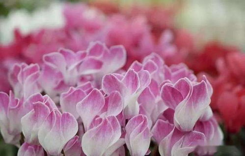 仙客来花期管理，如何延长花期
