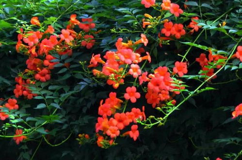 夏季的粉嫩盛宴