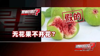 无花果无花，如何传粉