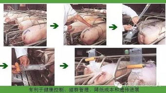 分娩管理是猪场核心，如何做好母猪接生才能确保生产顺利