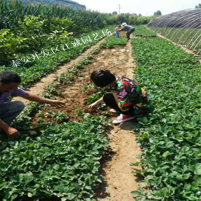 苗木移栽的时间