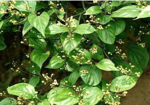 从种植大户购买党参种子