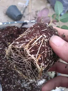 月季扦插，轻松打造你自己的花园奇迹！