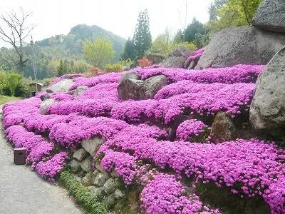 黑龙江户外零下30℃的耐寒花卉探索