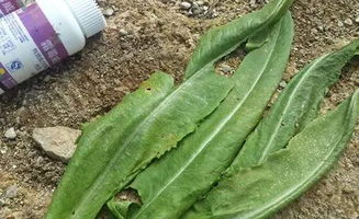 三、 不规范使用农药：细节决定成败