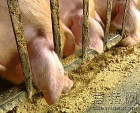 使用预混料养猪有哪些潜在坏处，如何避免这些风险？