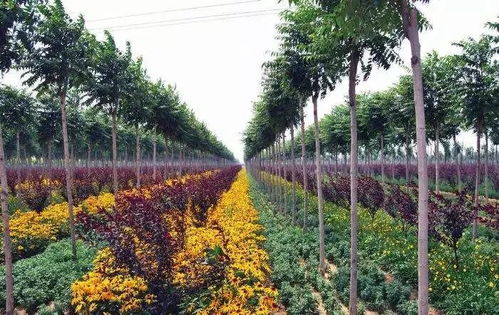 园林树种选择原则