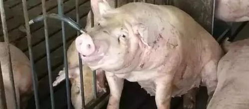 母猪产后瘫痪怎么办？及时补充营养和维生素