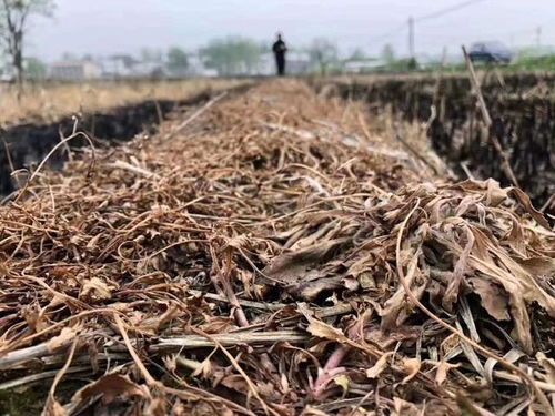 百草枯、 草甘膦、敌草快：那些神奇的除草剂