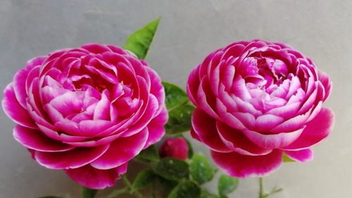 三、草裙舞女月季