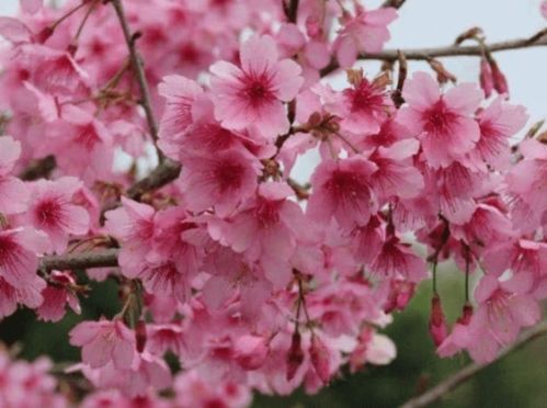 秋季如何区分樱花品种？品种特征有哪些