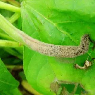 菜豆灰霉病概述