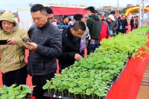 绿妃：黄瓜白粉锈病的克星