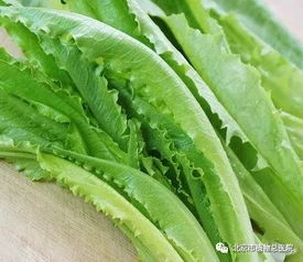 油麦菜：甜脆可口