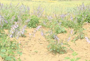 育苗技术的创新