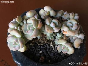 多肉玫瑰如何抑制？不让它轻易绽放