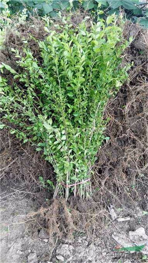小叶女贞种植方法是什么？如何确保其成活率高