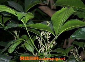 三叉苦：清热解毒