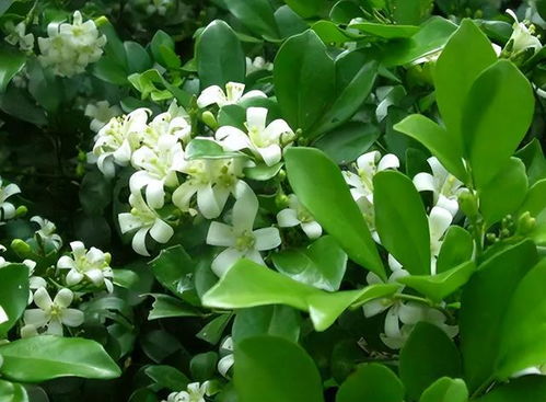 野花组合的美丽传说