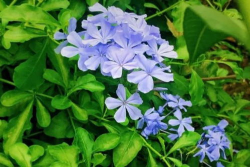 常见的开蓝色花的花卉植物介绍
