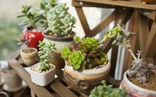 政策解读：让绿化梗有方向