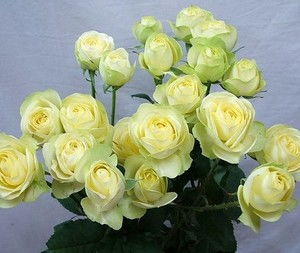 玛姬婶婶：自带香气， 朴实无华