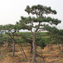 寻找1米高黑松树苗的小秘密