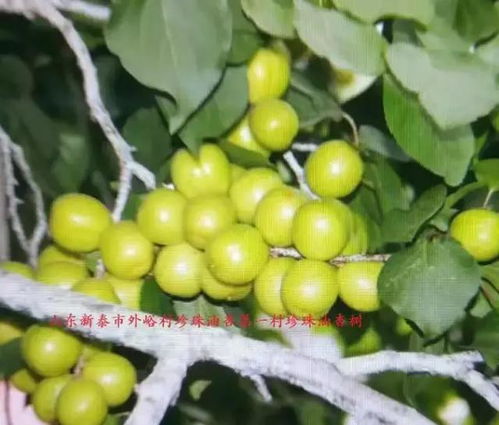 国家保护树木名称大全，你知道哪些珍稀树种