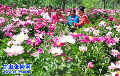 夏日花朵的五彩斑斓