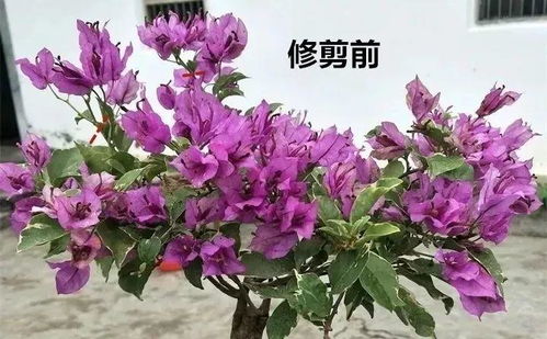 实生苗桂花为何不开花？揭秘十年不开花的秘密