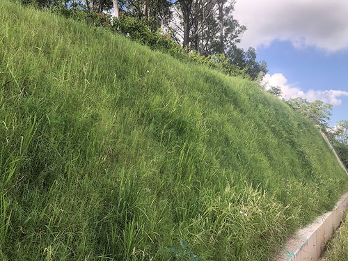 优化牧草混播，兼顾生长速度与抗逆性