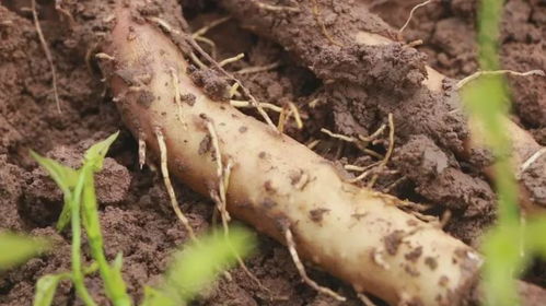 山药种植：农药使用之谜