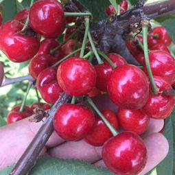 影响樱桃种子价格的因素