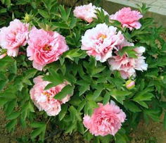 1. 云南玫瑰种苗直批