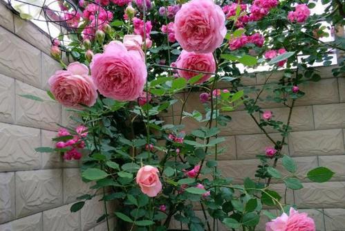 室内月季花的养殖：阳光和温度要适宜