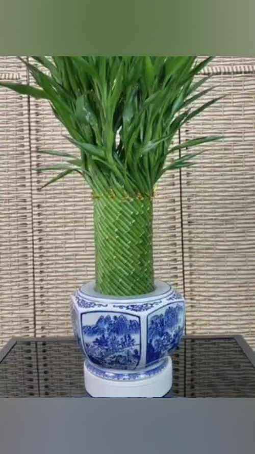 水培富贵竹的养护技巧：如何让它茁壮成长