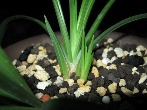兰花豆什么季节播种最适宜，春季还是秋季