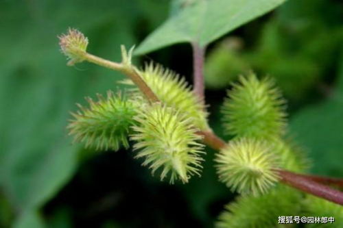 品种选择：收益差3倍的秘密