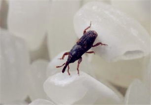 为啥打药3天又见虫？