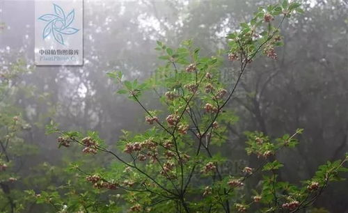 灯笼树为何会发光？其神秘机制究竟是什么