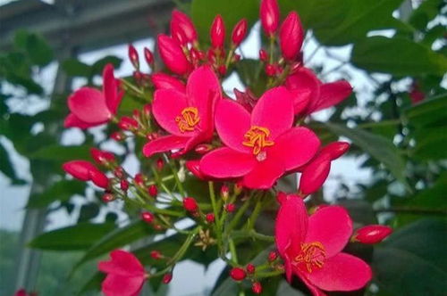 东北的花花世界，哪个花儿的春天蕞长？